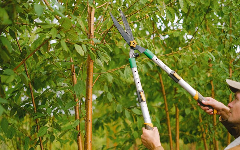 Tree trimming in Priest River, ID
